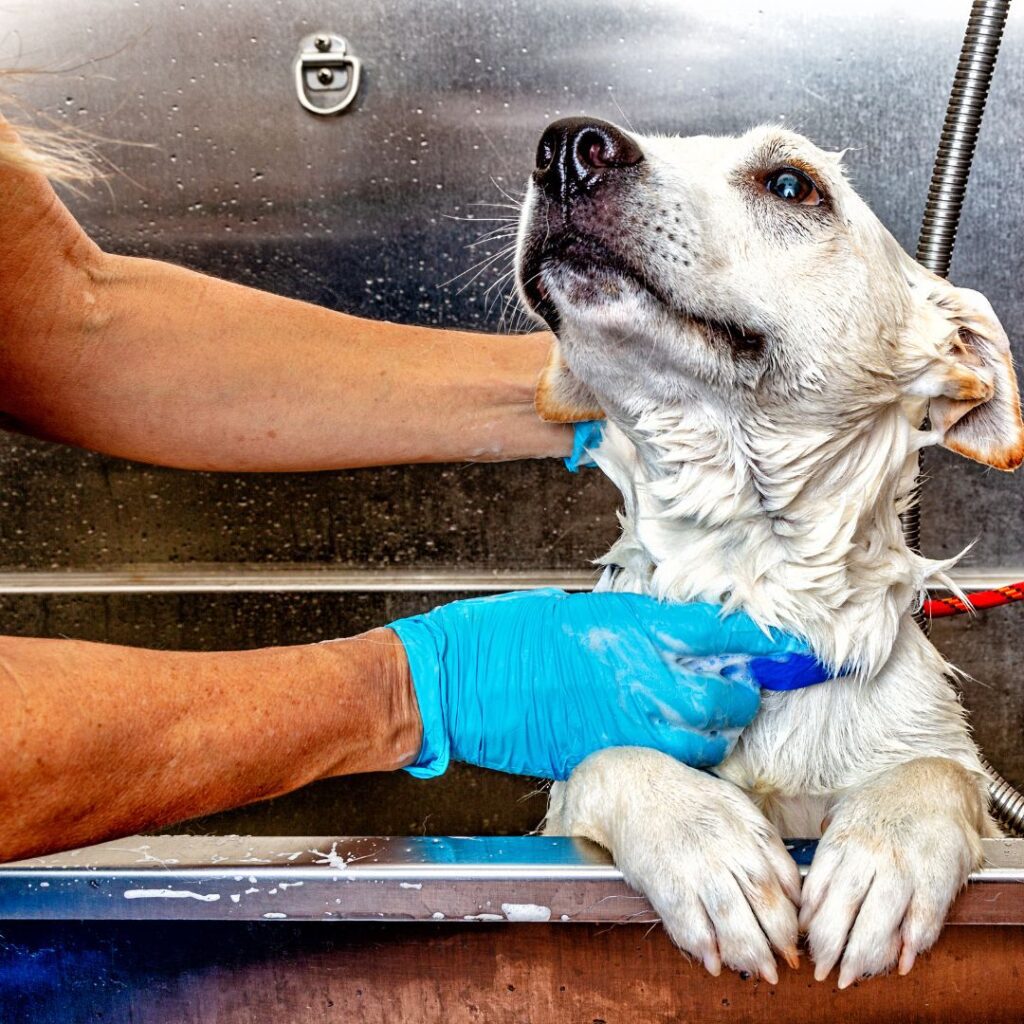 The Canine Couiffer, Wakefield, Massachusetts