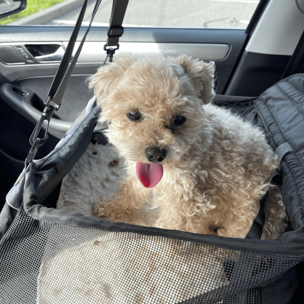 Small cream-colored toy poodle sitting in a car seat carrier, looking up with tongue out, riding comfortably in the back seat of a car.