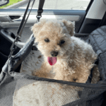 Small cream-colored toy poodle sitting in a car seat carrier, looking up with tongue out, riding comfortably in the back seat of a car.