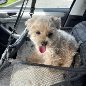 Small cream-colored toy poodle sitting in a car seat carrier, looking up with tongue out, riding comfortably in the back seat of a car.