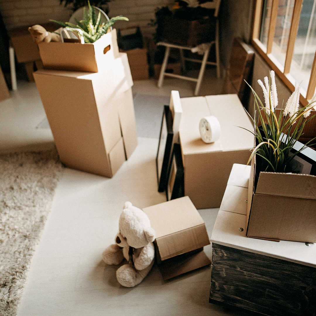 Moving boxes, framed photos, houseplants, and a teddy bear scattered across a sunlit living room mid-move