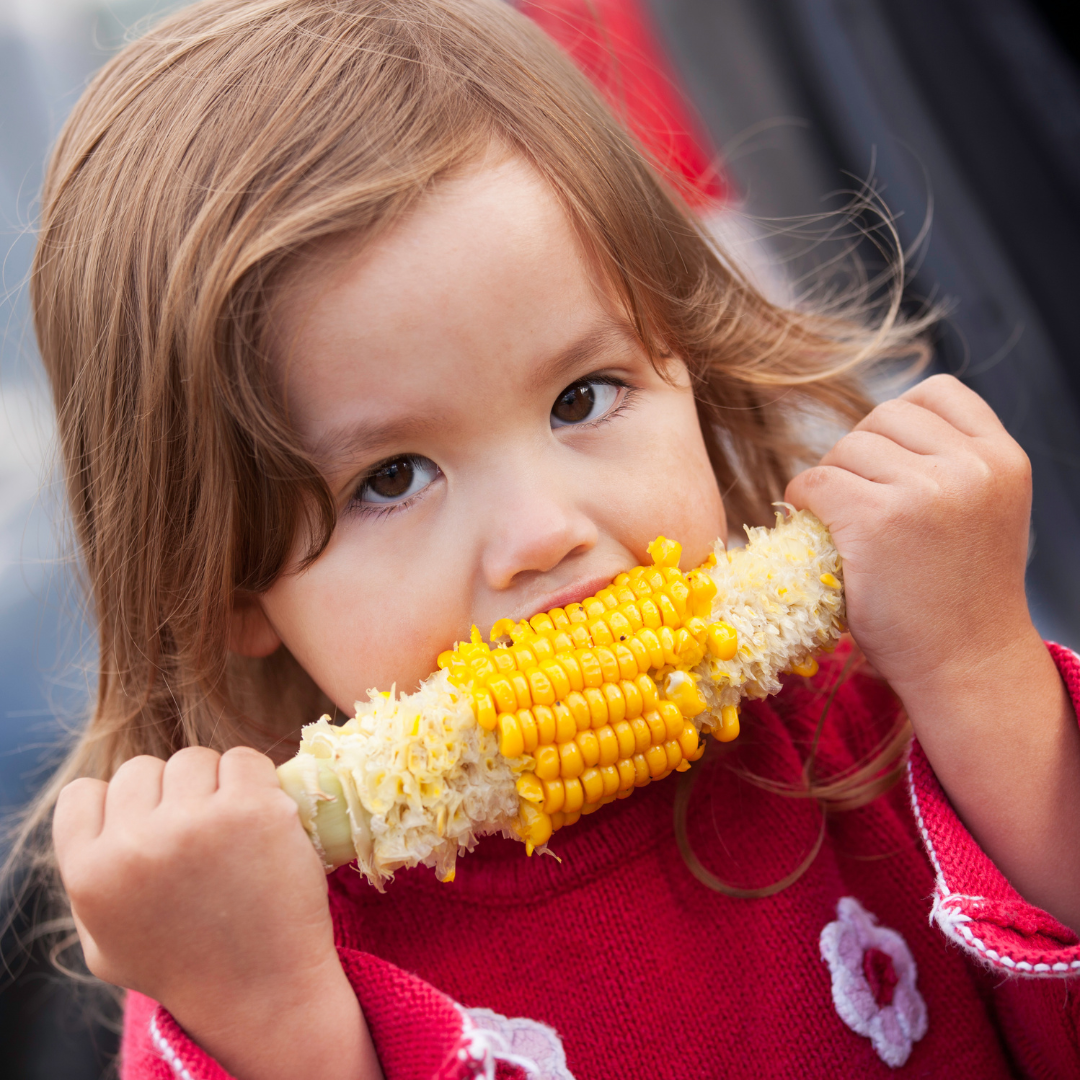 child eating corn at the Corn Fest at Wilson Farm, Lexington, Massachusetts