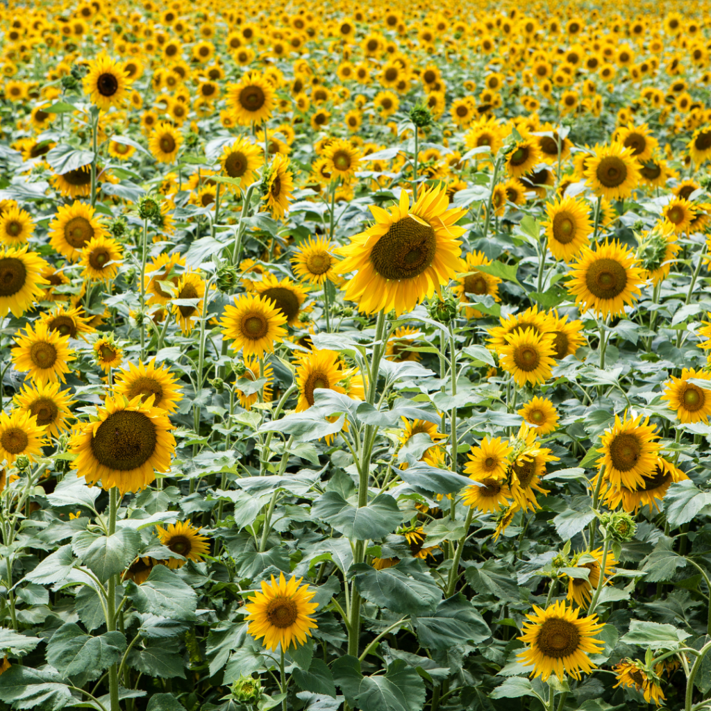 Sunflower Festival Chelmsford Massachusetts