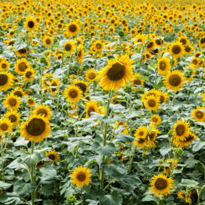 Sunflower Festival Chelmsford Massachusetts