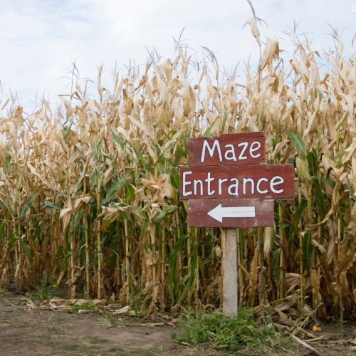 corn maze north of boston